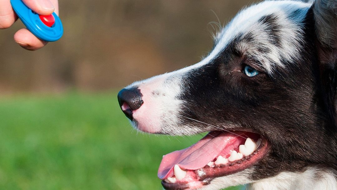 Clicker para perros