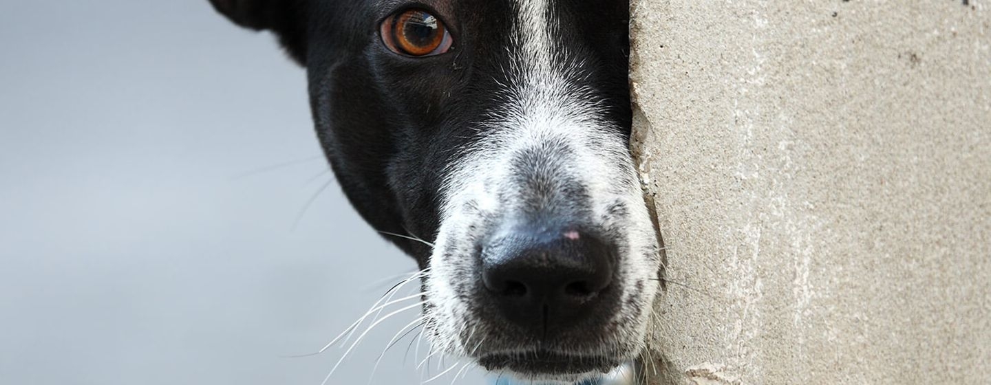 El comportamiento de los perros