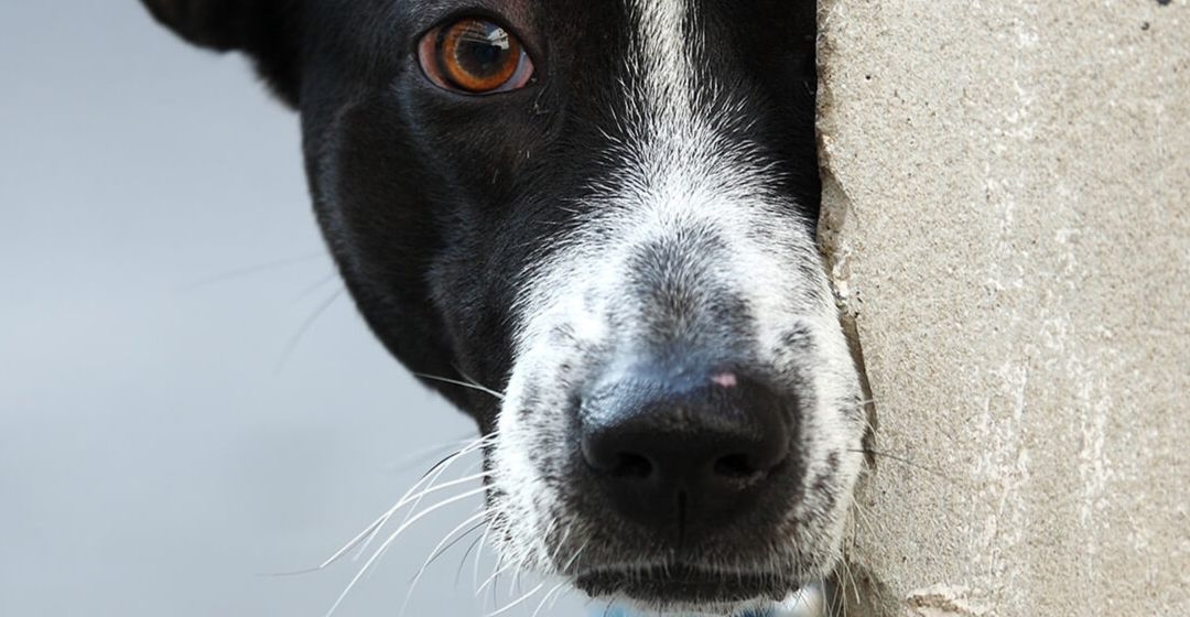 preferible Acción de gracias fondo de pantalla El comportamiento de los perros | Purina®