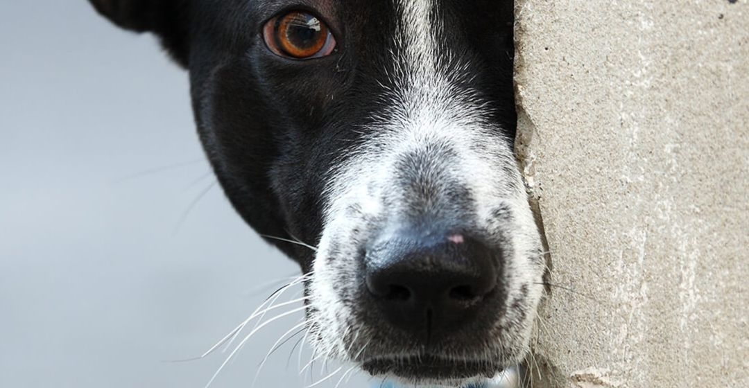 El comportamiento de los perros