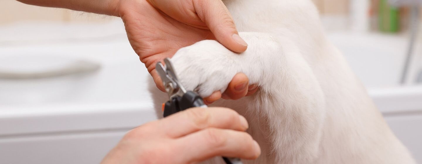 Cómo cortar las uñas de un cachorro