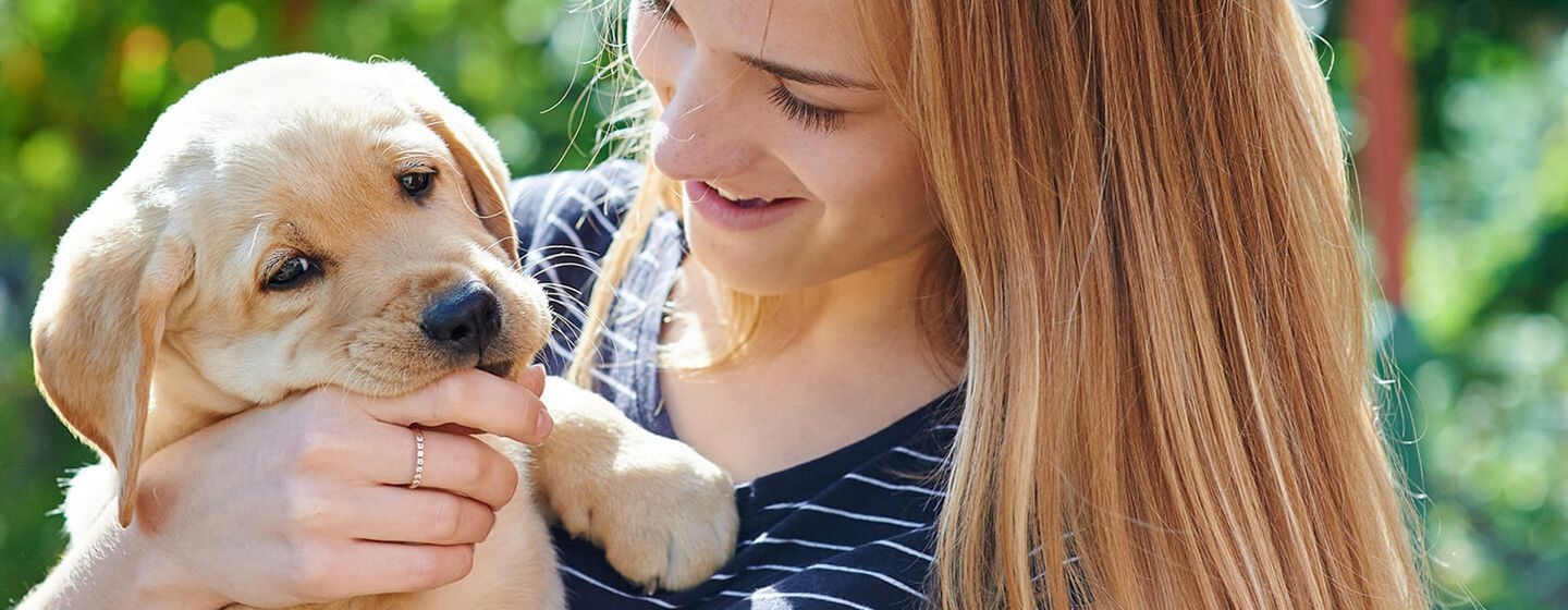 Cómo adiestrar a un cachorro