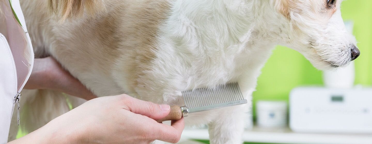 Cómo desparasitar a un cachorro