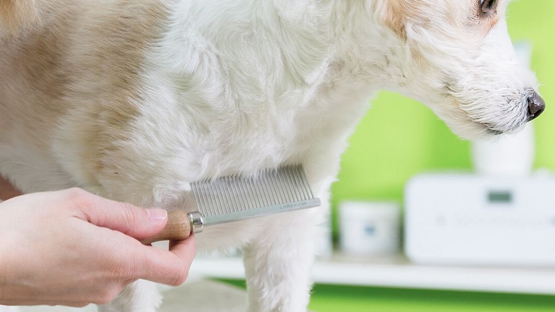 Cómo desparasitar a un cachorro