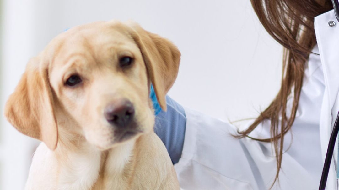 Enfermedades de un cachorro