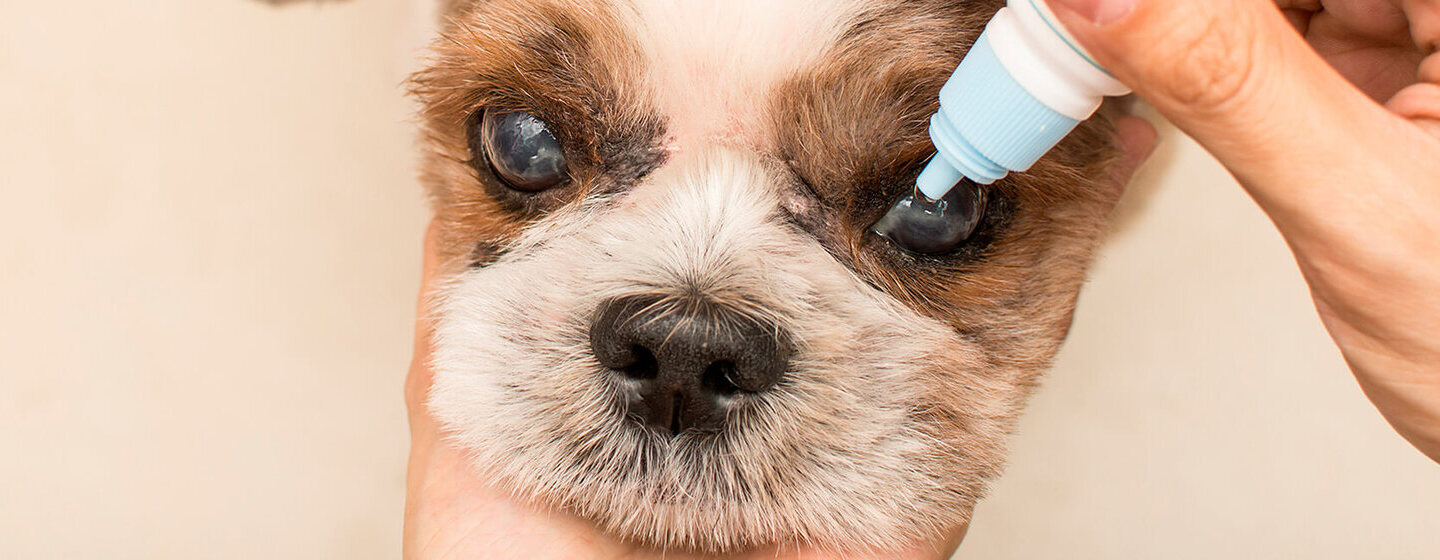 kiwi micro Viaje Enfermedades oculares del perro senior | Purina®