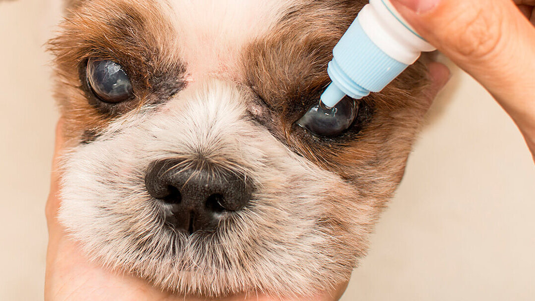 kiwi micro Viaje Enfermedades oculares del perro senior | Purina®
