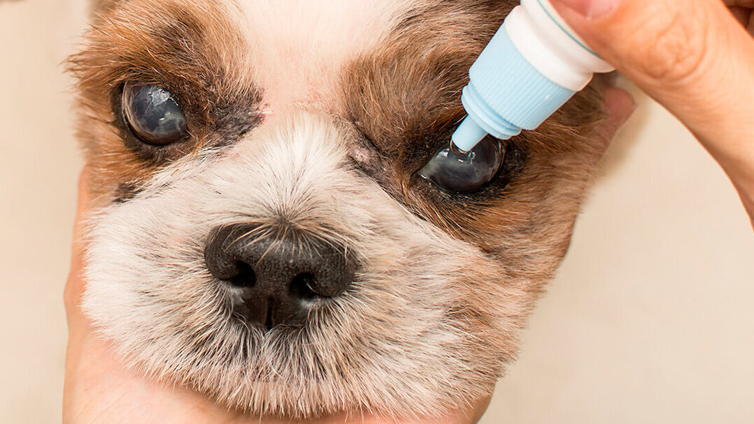 Enfermedades oculares del perro senior | Purina®