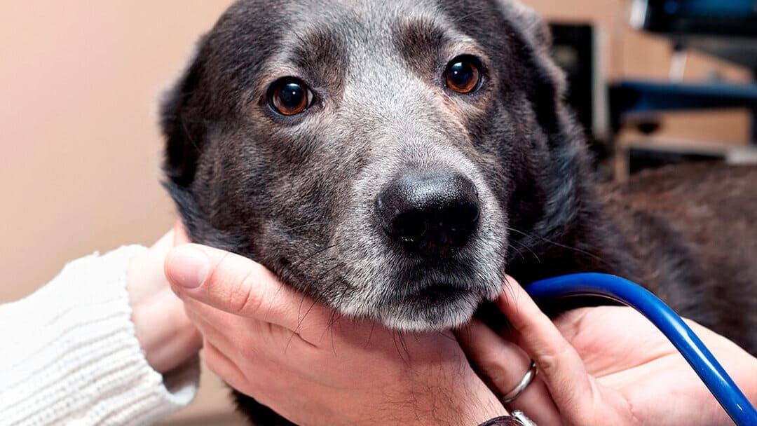 ENFERMEDADES DE PERROS MAYORES