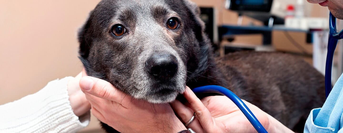 ENFERMEDADES DE PERROS MAYORES