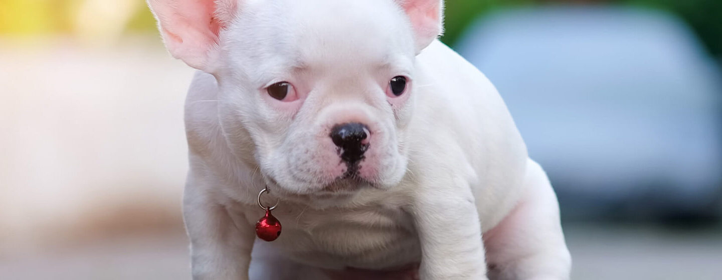 ENSEÑAR AL CACHORRO A HACER SUS NECESIDADES