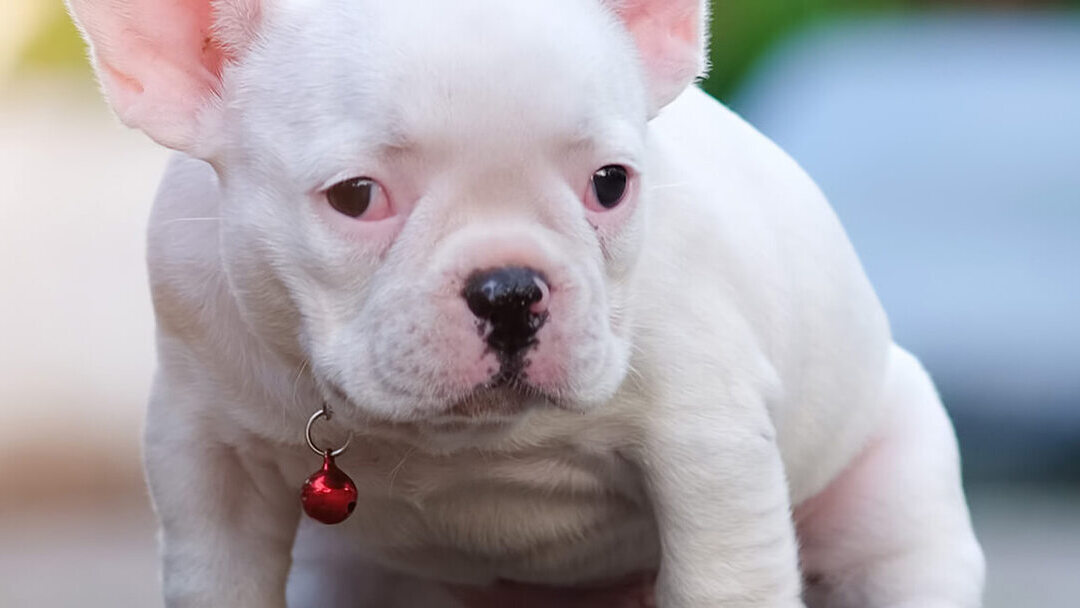 Cómo adiestrar un Bulldog francés?: ¡Enseña a tu Frenchie!