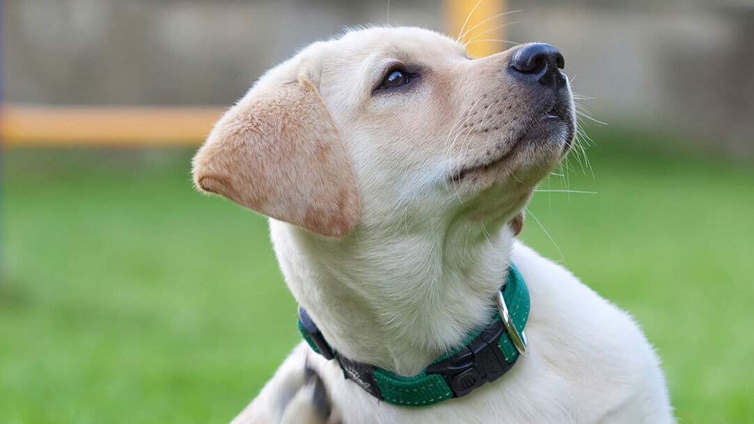 Mi se mucho | Purina®