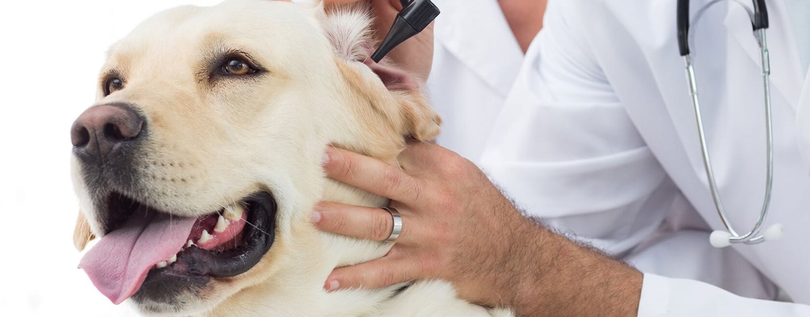 LA PROCESIONARIA EN PERROS