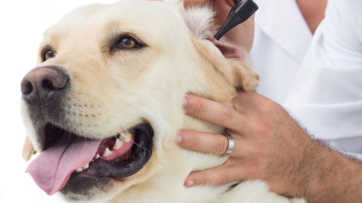 LA PROCESIONARIA EN PERROS