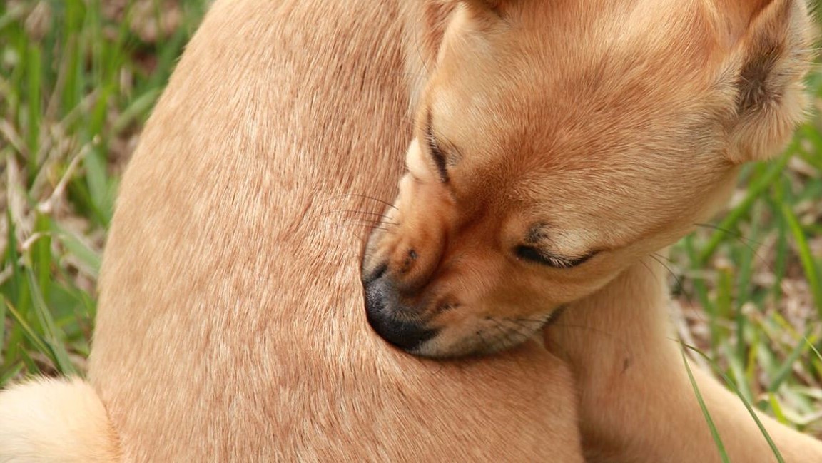 Discrepancia flotante Desnatar Las enfermedades de la piel en perros | Purina®