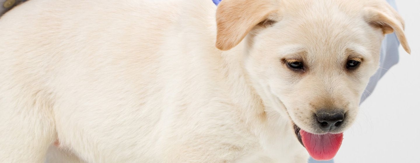 Cuándo se vacuna a un cachorro