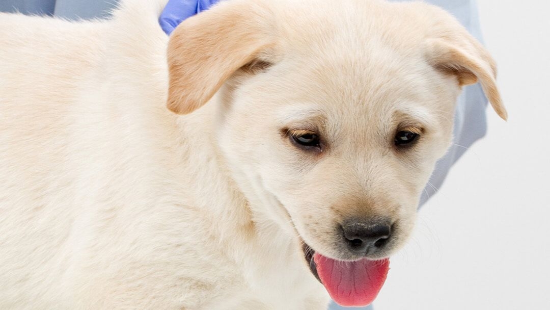 Cuándo se vacuna a un cachorro