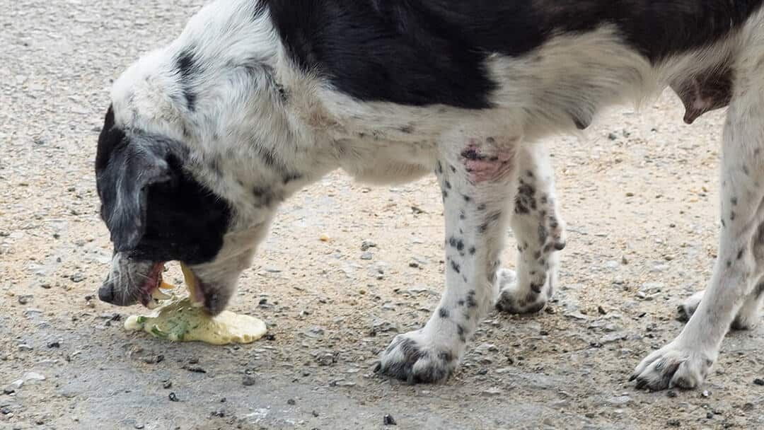 VÓMITOS EN PERROS