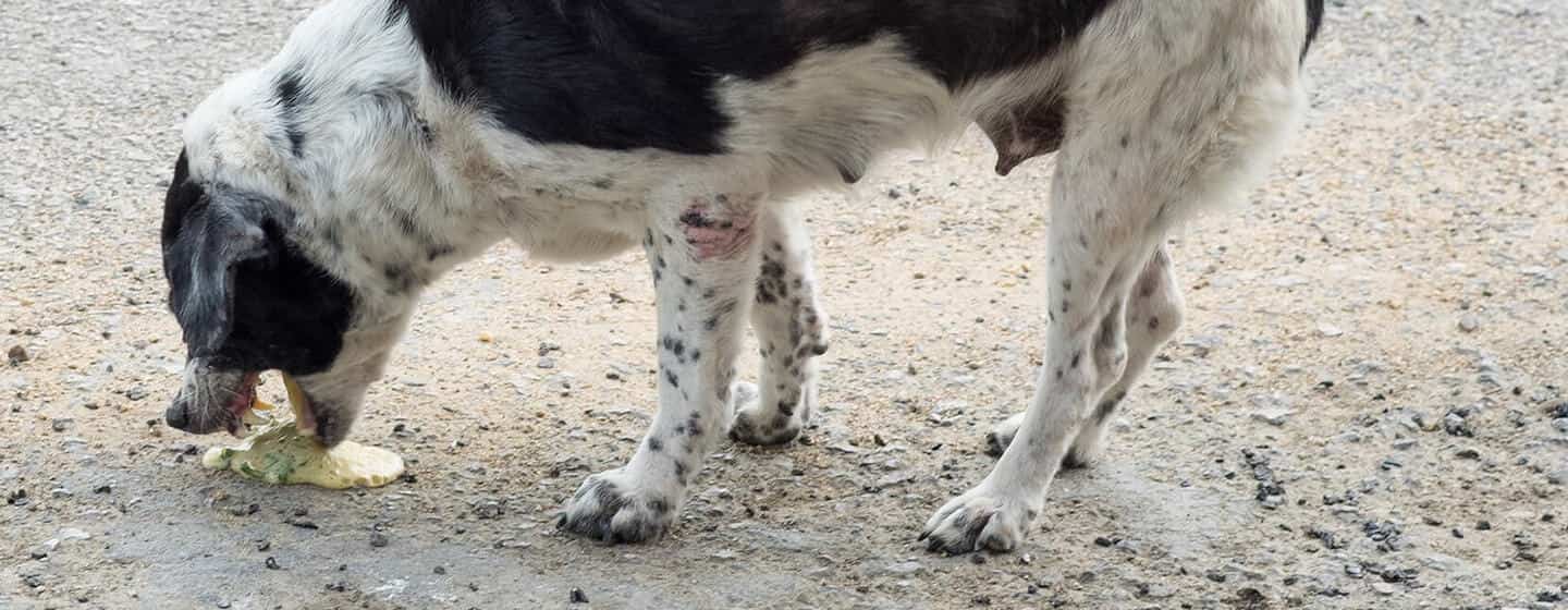 VÓMITOS EN PERROS