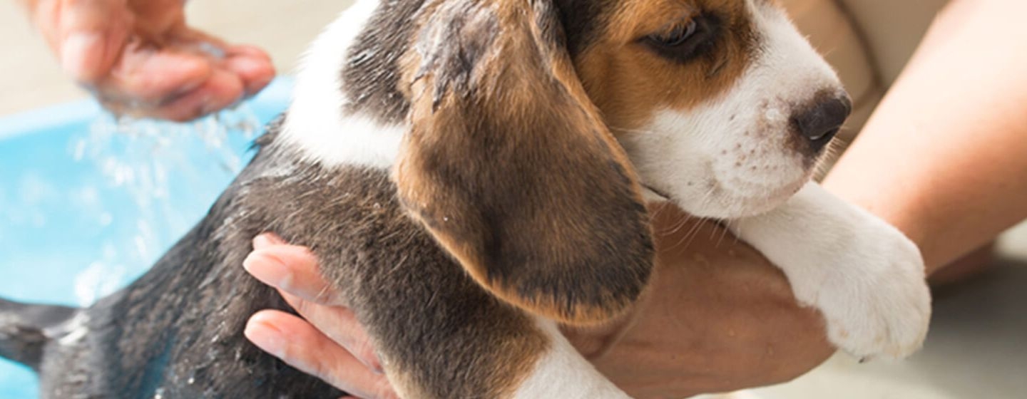 Cómo bañar a un cachorro