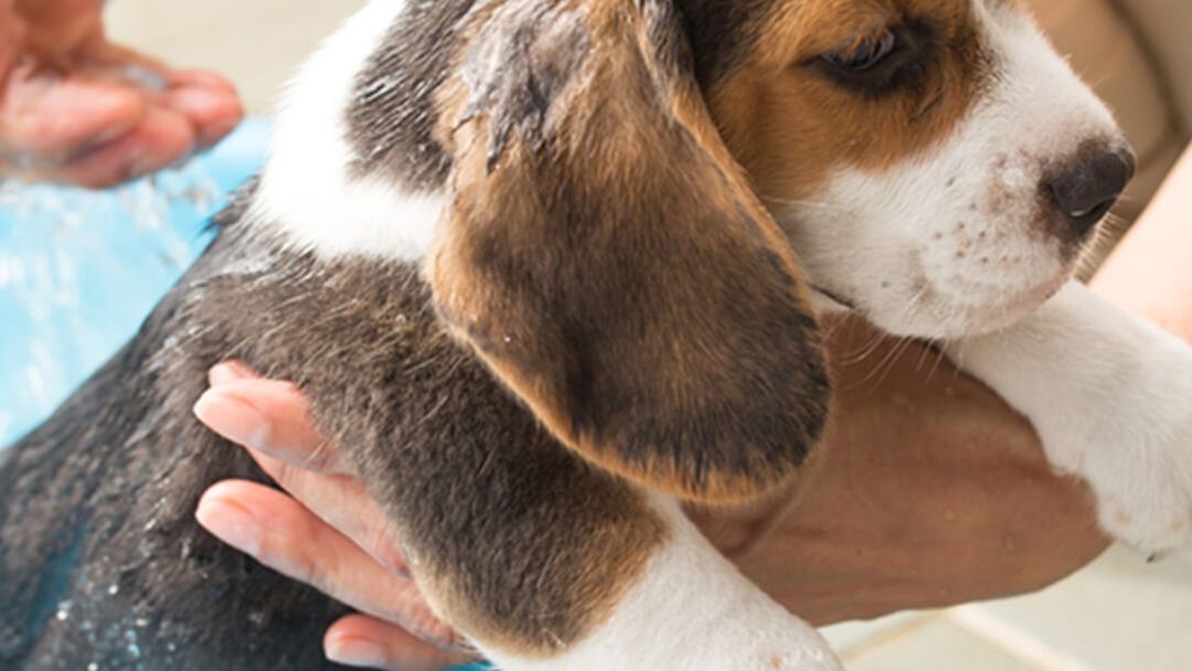 Cómo bañar a un cachorro