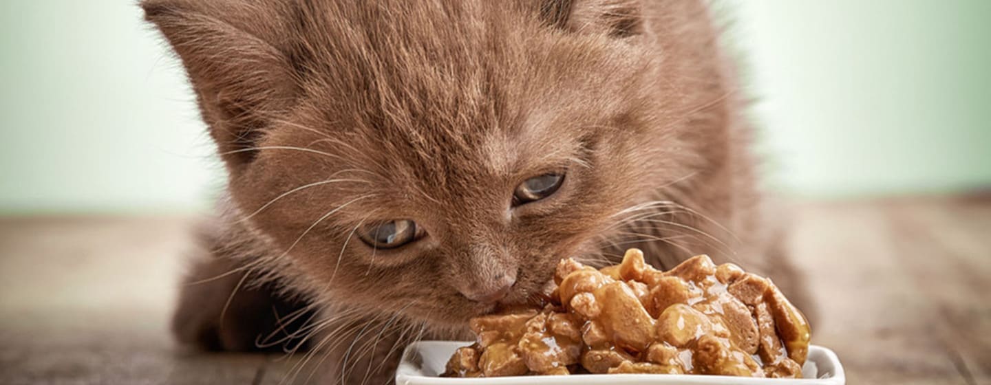 La alimentacion de los gatitos