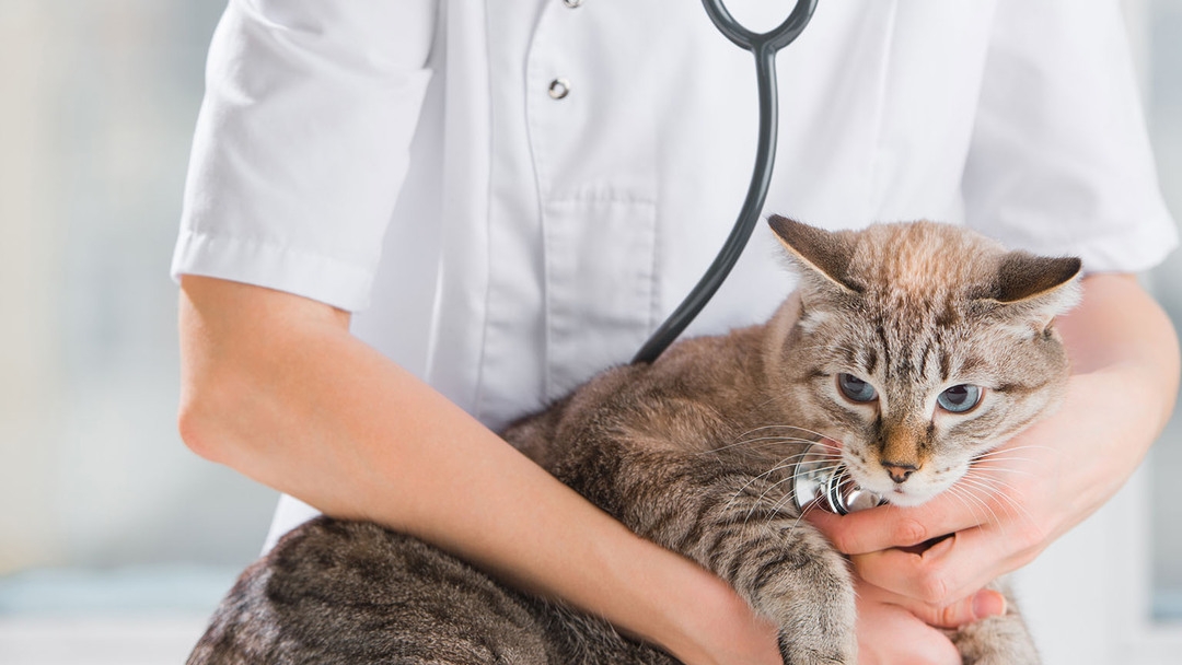 La esterilizaci n en los gatos