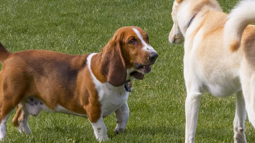 perro muerde a otros perros