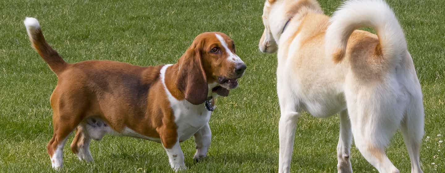 perro muerde a otros perros