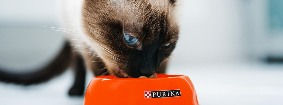 Beneficios de la comida para gatos | Purina®