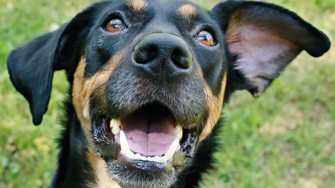 Qué enfermedades puede tener un perro salchicha, consecuencias y cuidados