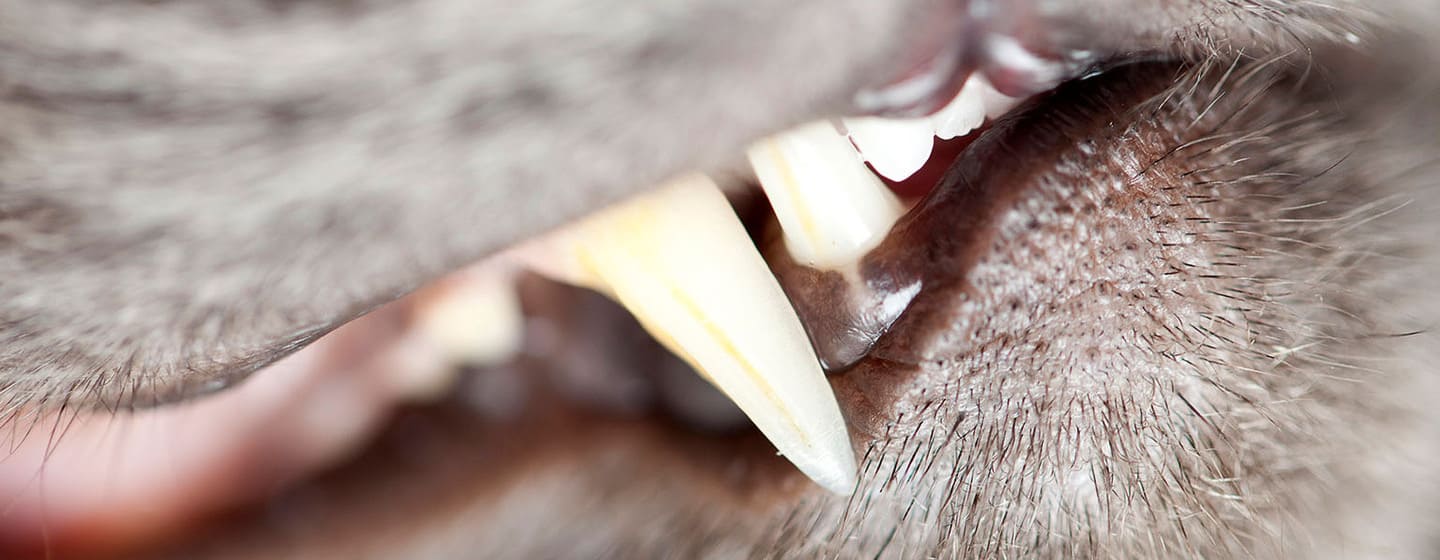 A los gatos se le caen los dientes