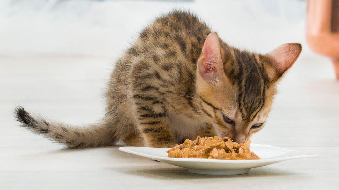 ALIMENTACIÓN ESPECIAL PARA GATOS