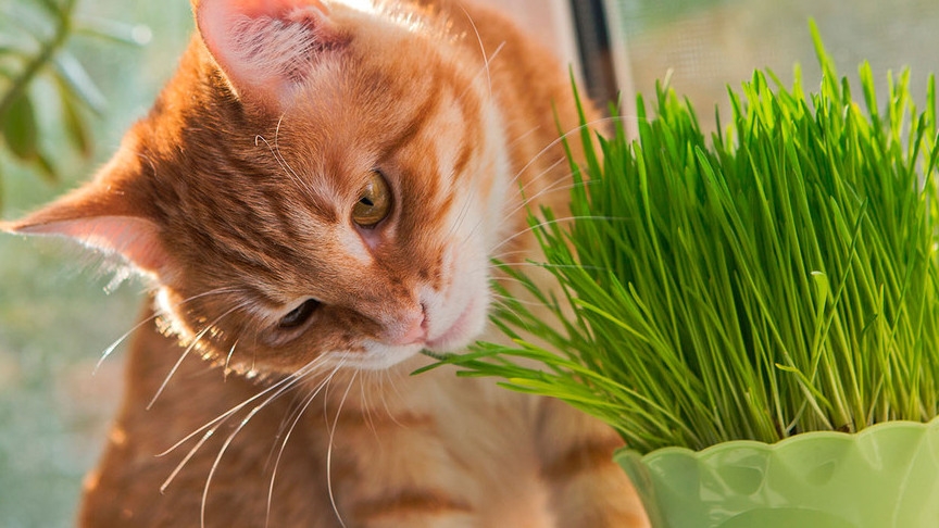 Alimentos y plantas tóxicas para gatos