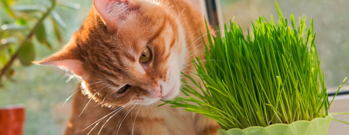 Alimentos y plantas tóxicas para gatos