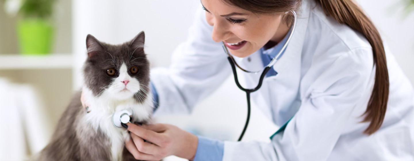 Antes de viajar con tu gato: La visita al veterinario