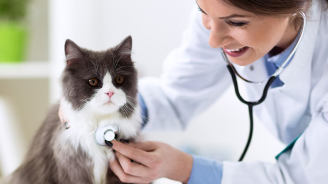 viajar con gato: visita al veterinario | Purina®