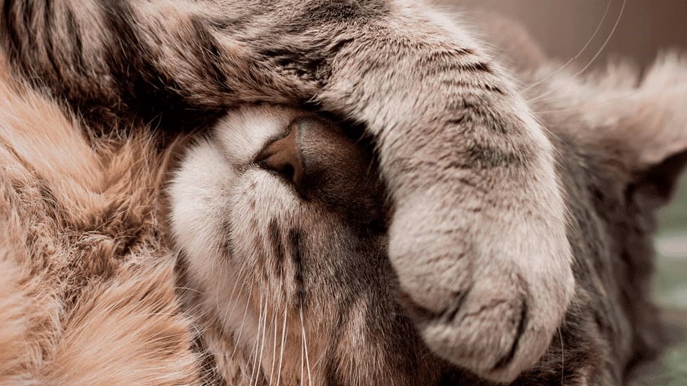 Enfermedades en los ojos de los gatos