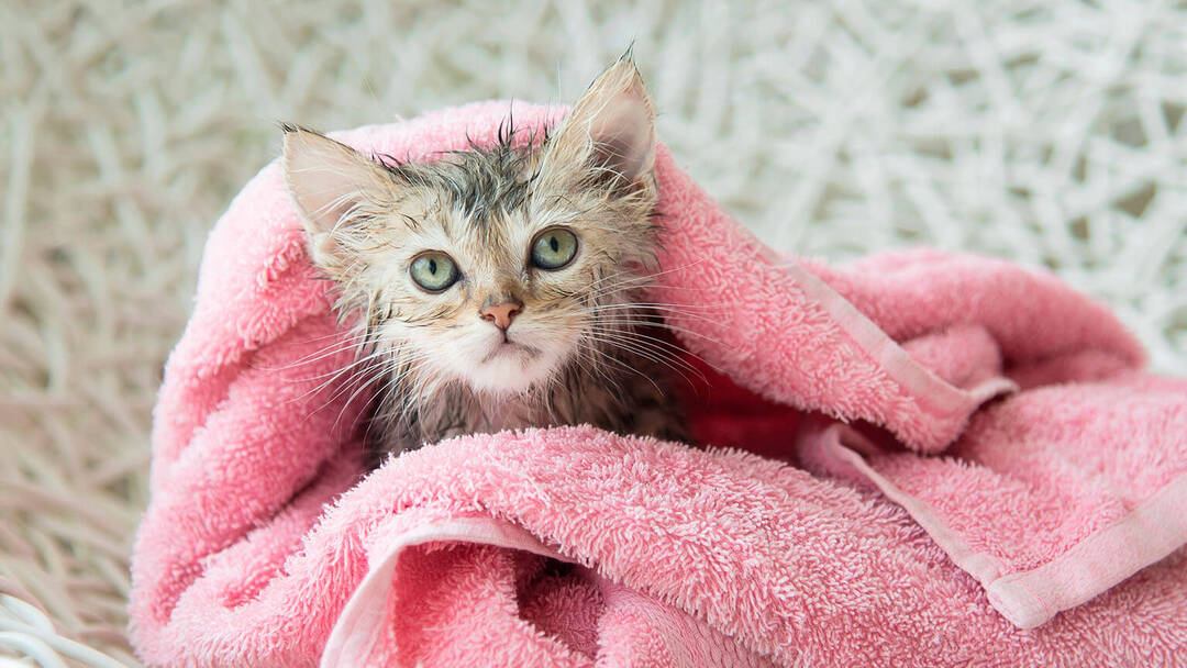 Cómo bañar a un pequeño | Purina®