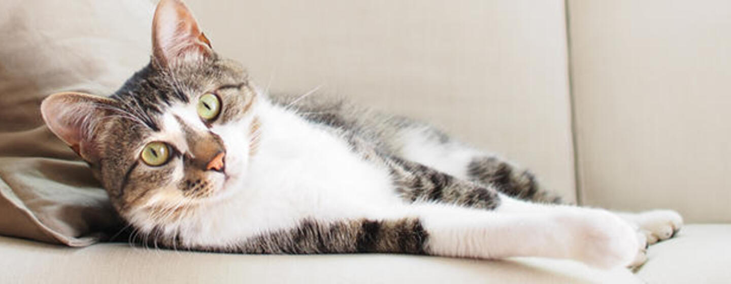 Juegos para jugar con tu gato