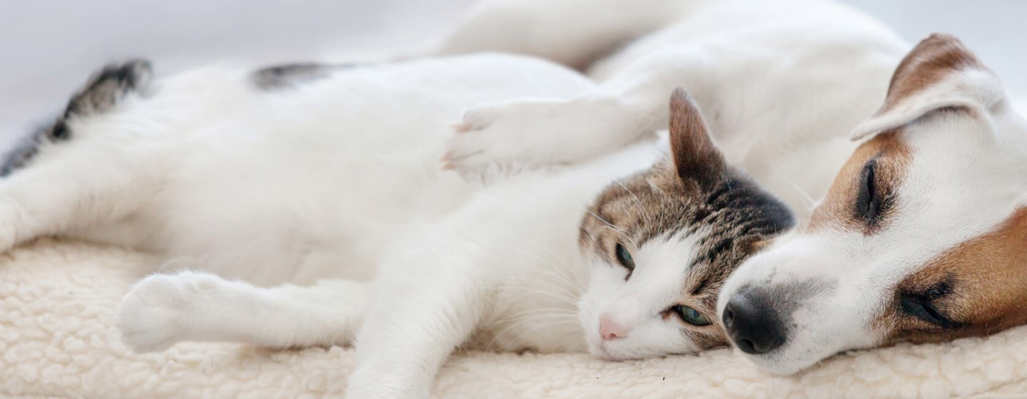 CÓMO PRESENTAR A TU GATO A OTRAS MASCOTAS