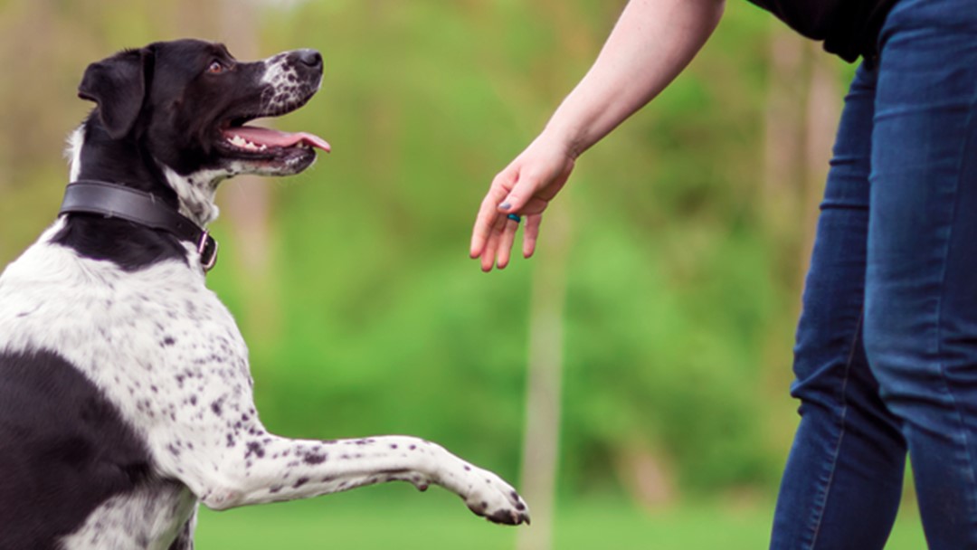 Cómo hacer que tu perro te haga caso