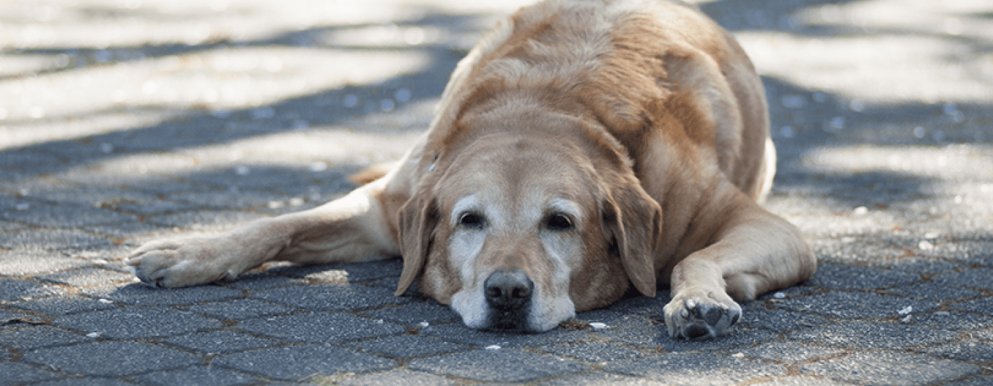 Golpe de calor en perros