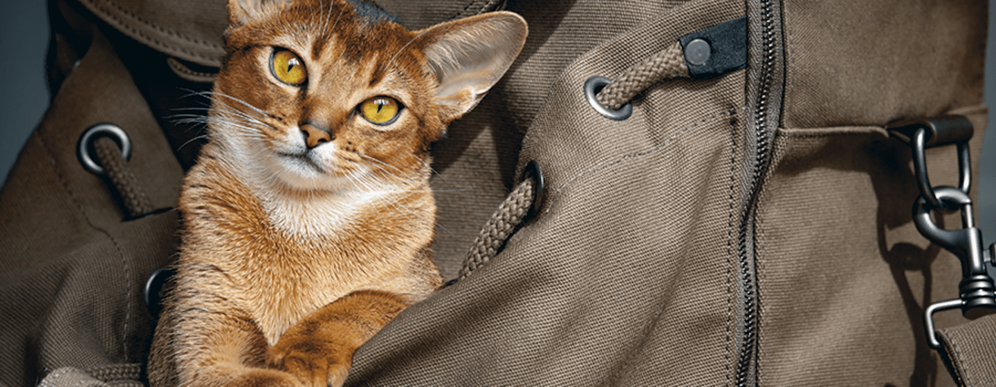 Pautas imprescindibles para viajar con gato