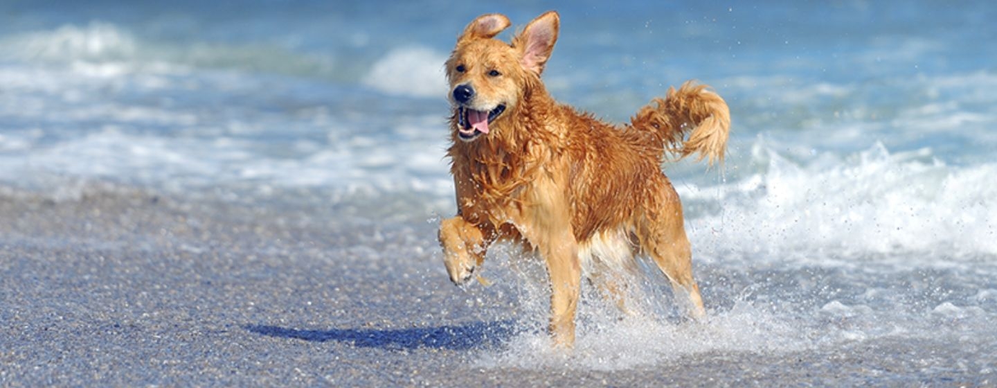 Ir a la playa con tu perro