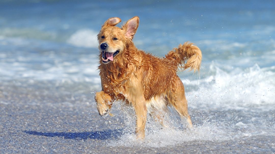 Ir a la playa con tu perro