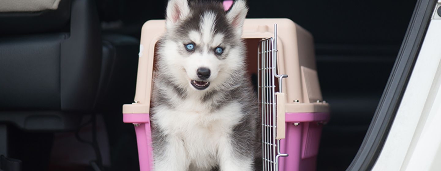 Perro Que Viaja En El Coche Rojo Foto de archivo - Imagen de feliz,  recuperador: 15632306