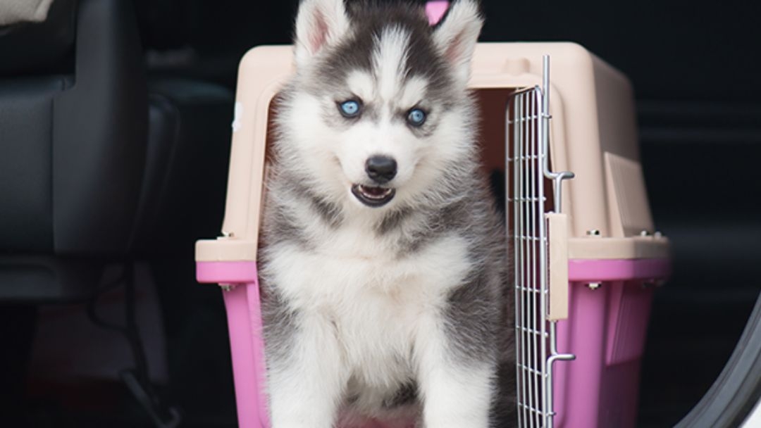 Métodos seguros para viajar con tu perro en coche