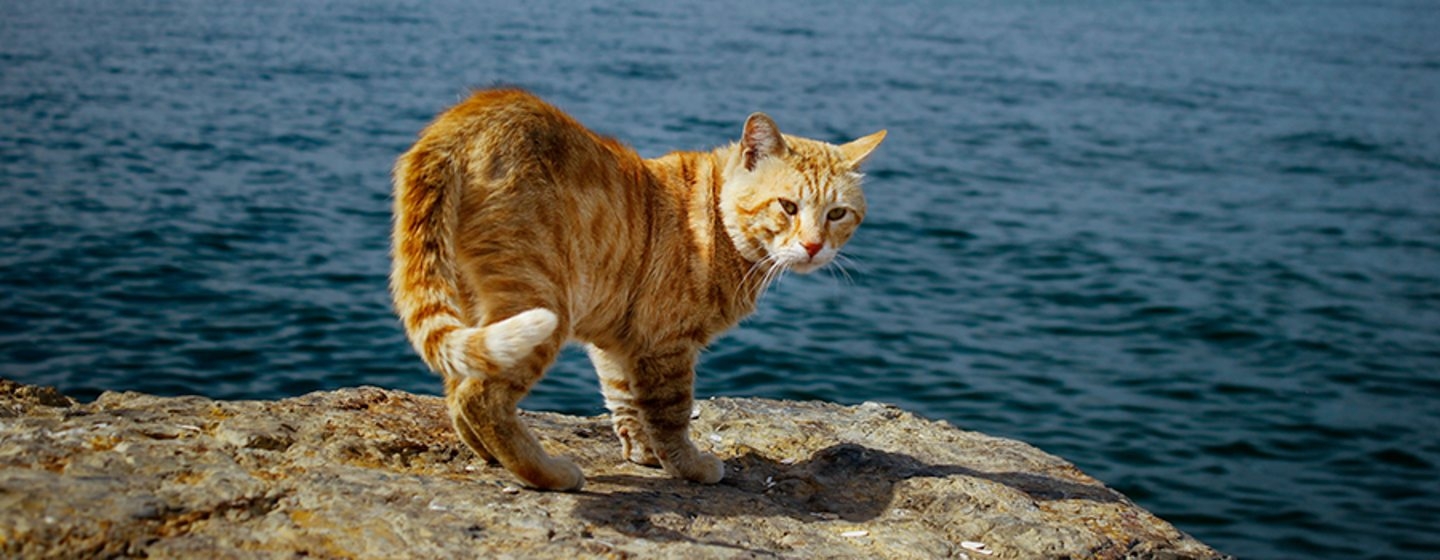 Les gusta el agua a los gatos